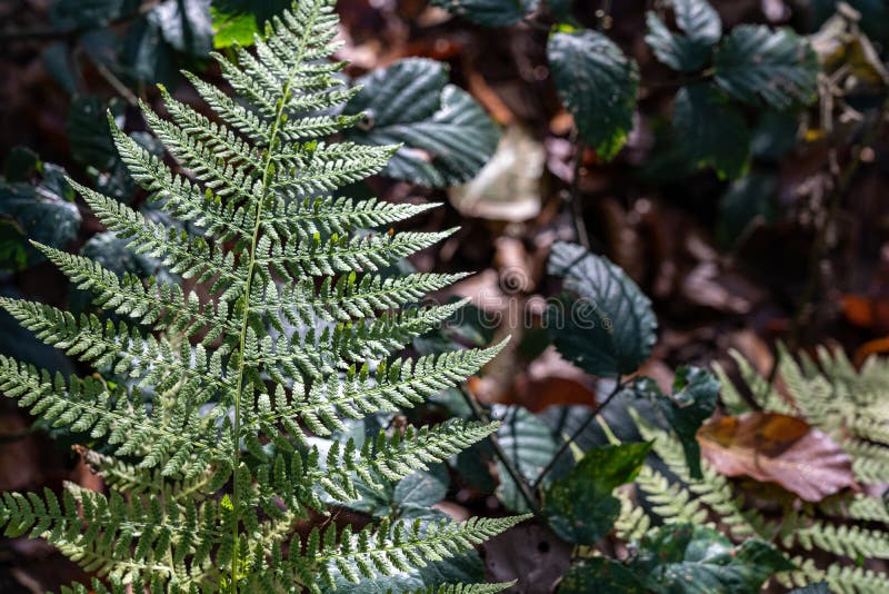 Green fern in the middle of the colorful autumn forest stock image