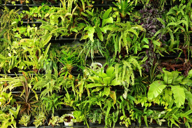 Green fern wall vertical garden