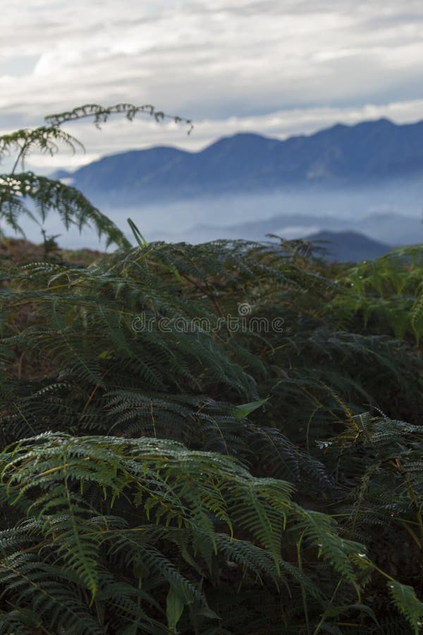 Green ferns in the middle of the green mountains of Costa Rica royalty free stock photography