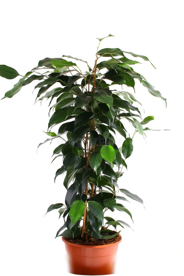 Green ficus