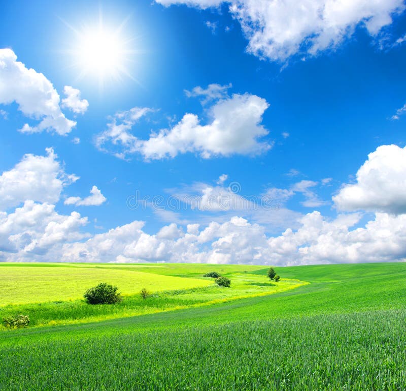 Field of green grass stock photo. Image of sunny, grass 30751390