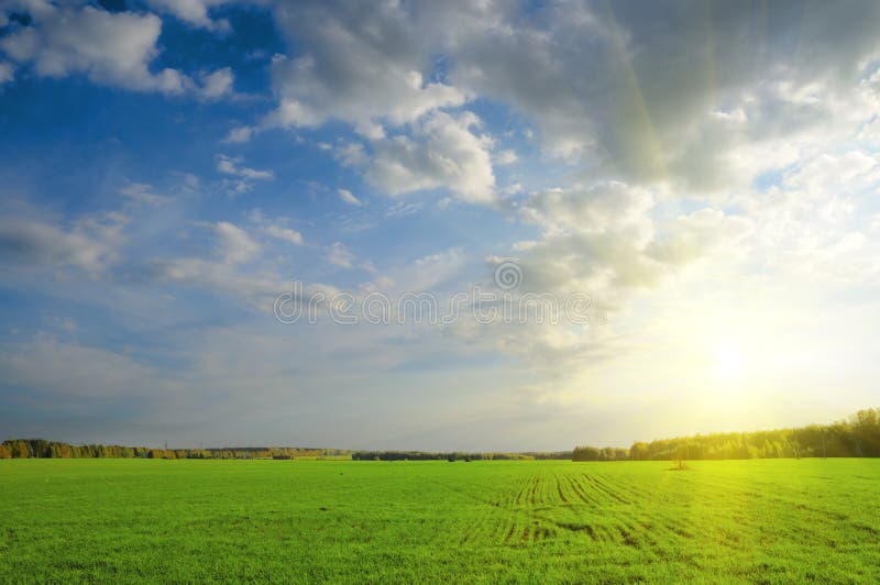 Green field