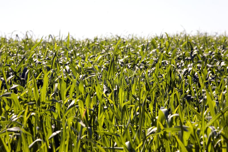 Green Field Picture. Image 4408885