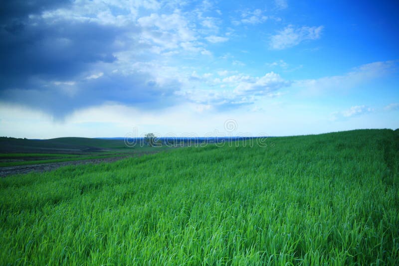 Green field