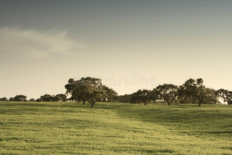 Green field