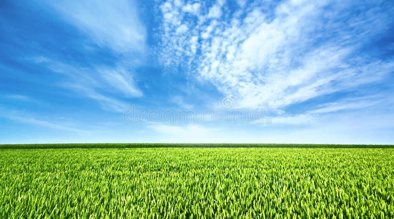 Green field and beautiful sky