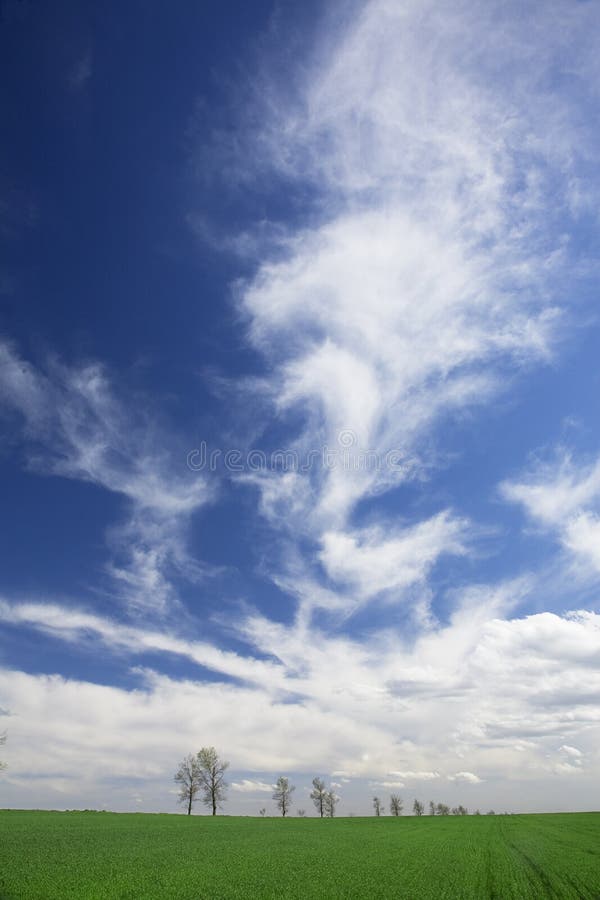 Green field, blue skies, white clouds in spring