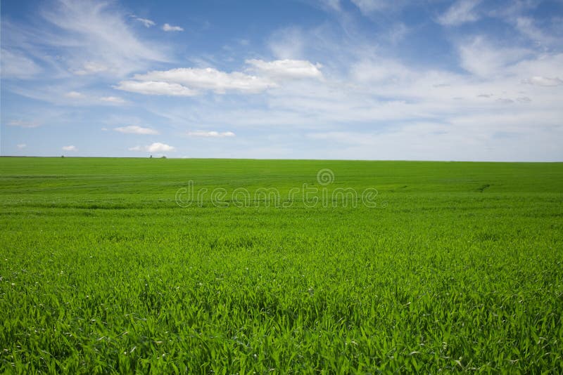 Green field, blue skies, white clouds in spring