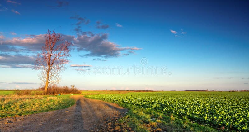 Green field with blue sky royalty free stock photo Green field with blue sky royalty free stock photo