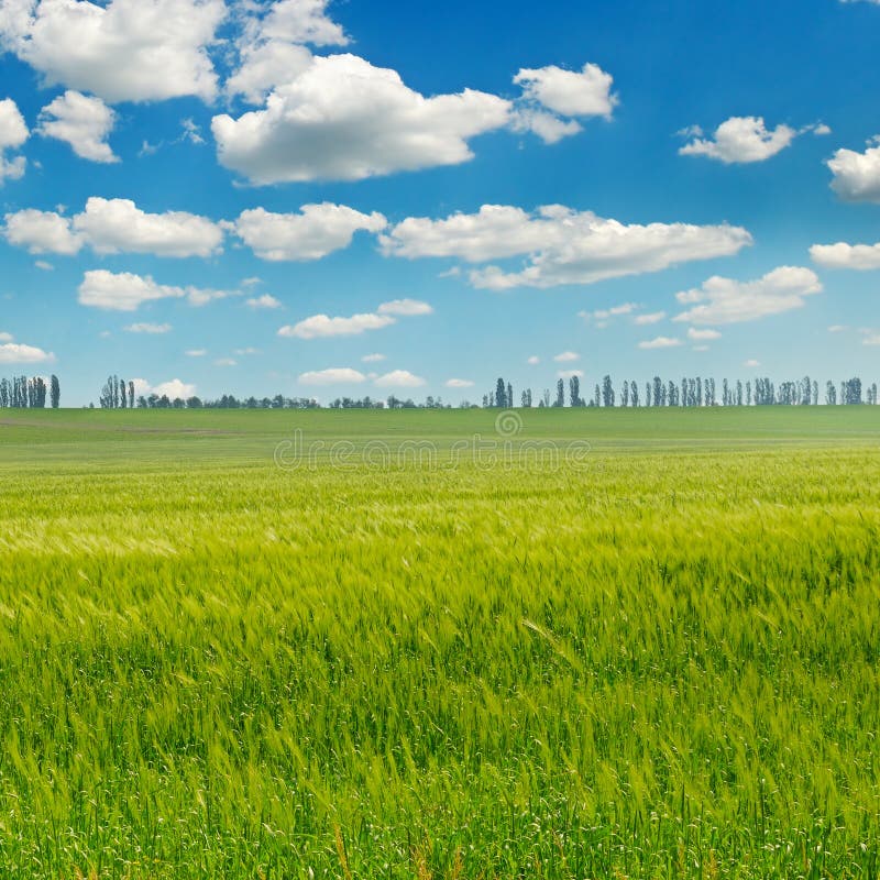 Green field and blue sky stock image. Image of grass 99733789