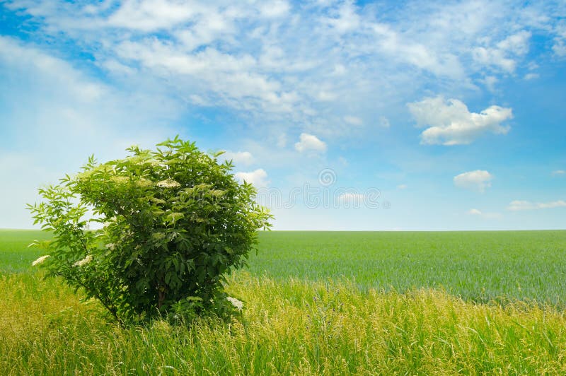 Green field and blue sky with light clouds royalty free stock photography