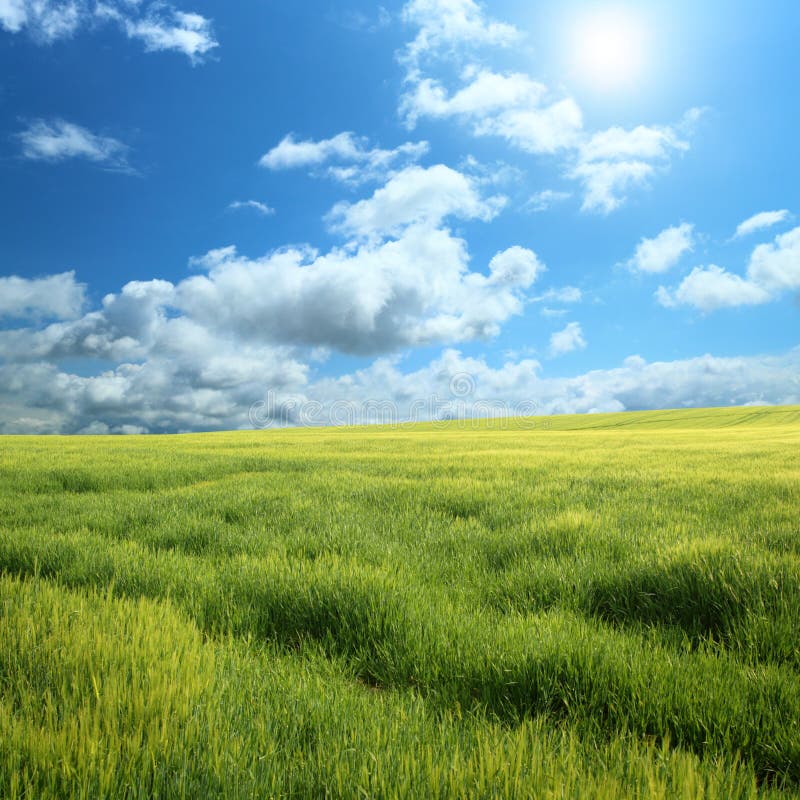 Green field and blue sky stock image. Image of frame 42149649