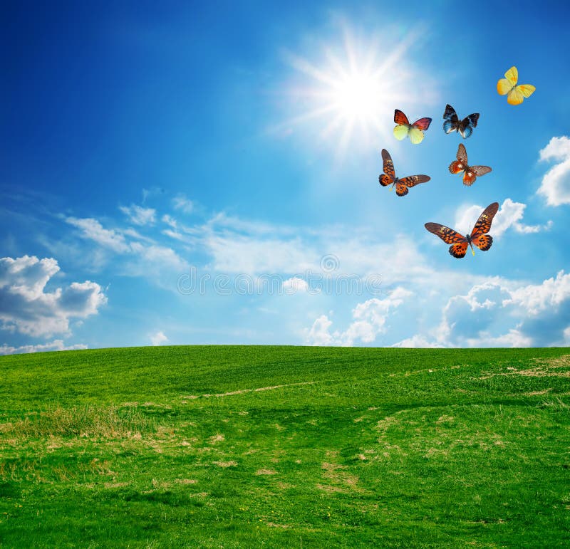 Green Field, a Butterfly Group Fly Stock Image Image of background, green 24544887