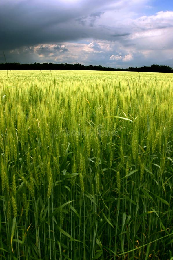 Green Field And Cloudy Blue Sky