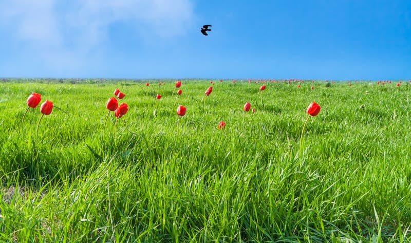 Green field with flowering tulips against the blue of the sky w