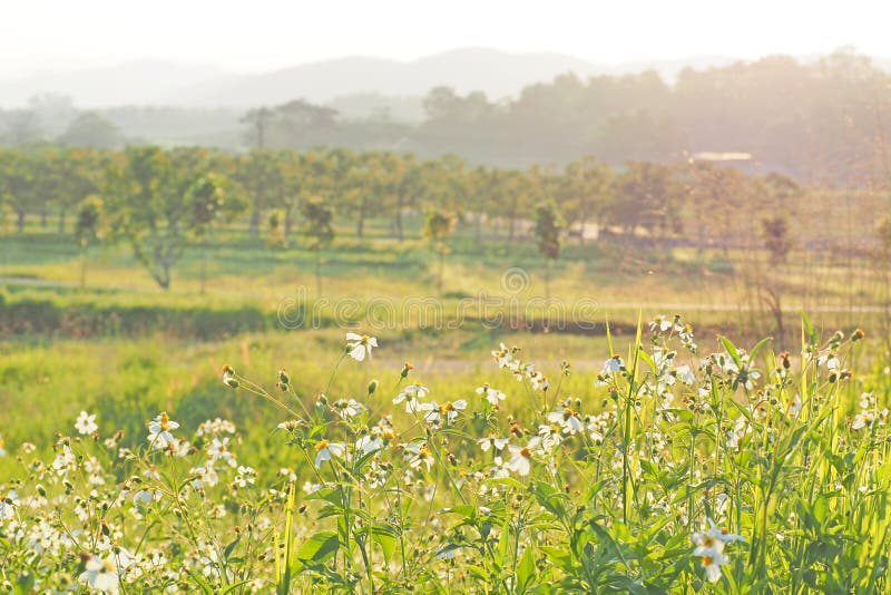 Green Field Plantation In Nature Stock Image Image Of Freshness