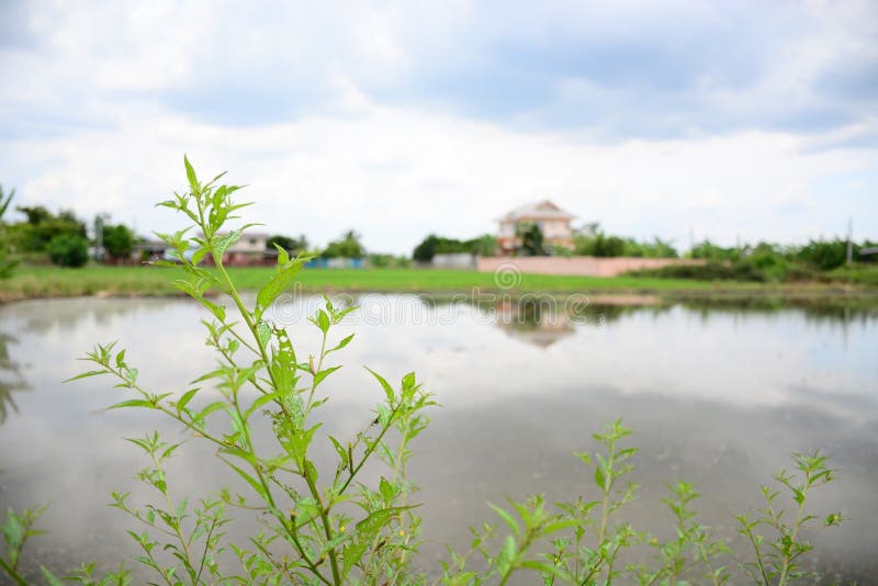 Green field stock image. Image of leaf, plants, floor 164643157