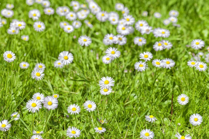 A Spring Field Full Of Daisies Flowers, Floral Background Stock Image