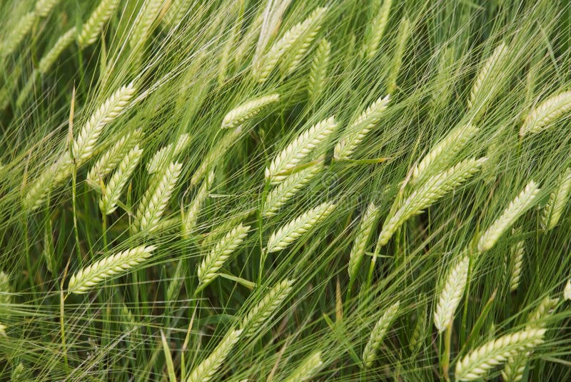 Green field in late spring