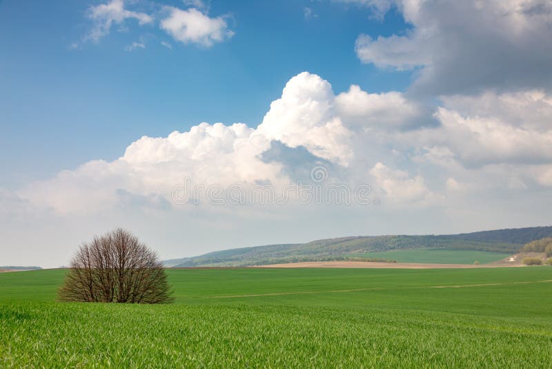 Green Field and Lonely Tree Landscape Stock Image Image of lush