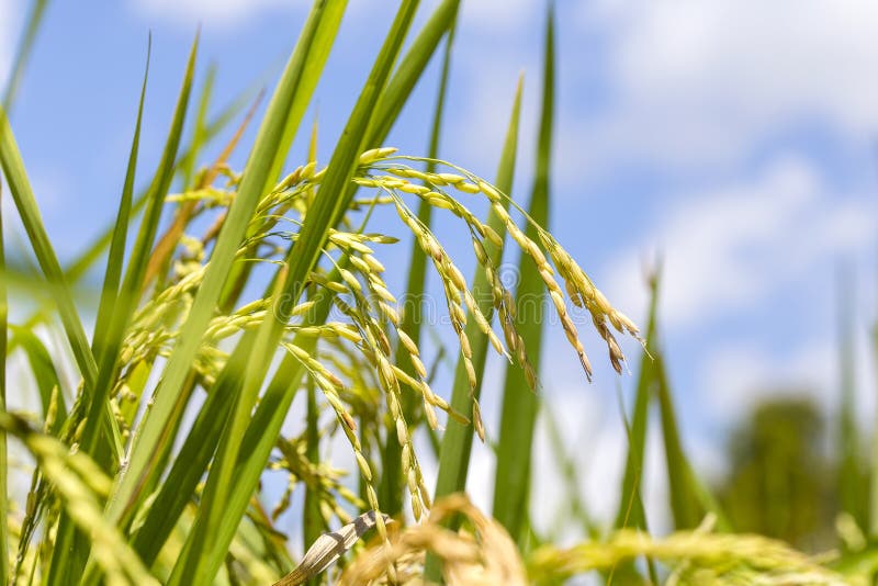 Green field with rice stalks in island Bali, Indonesia. Close up