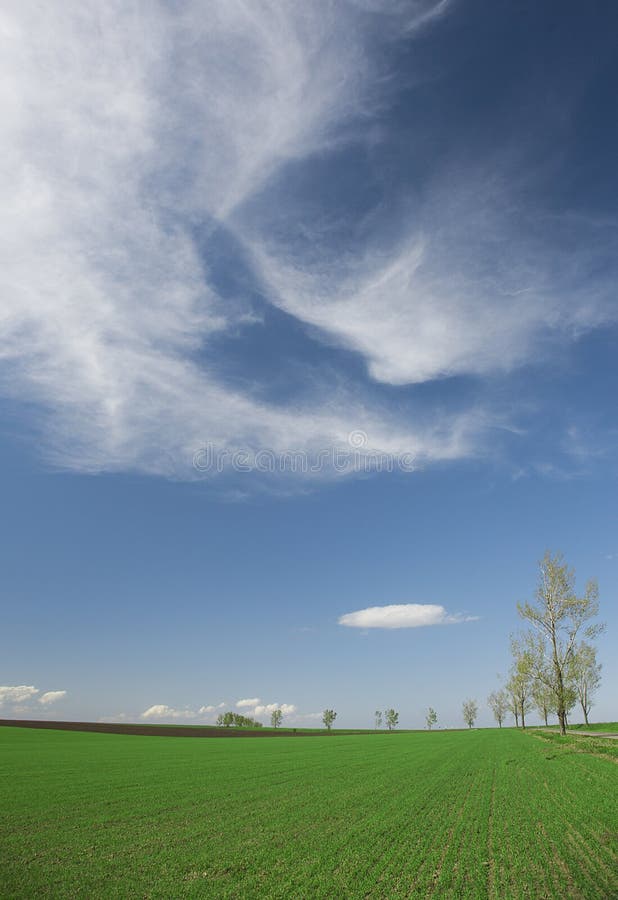 Green field in the spring