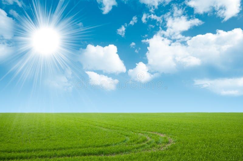 Green field and summer sky