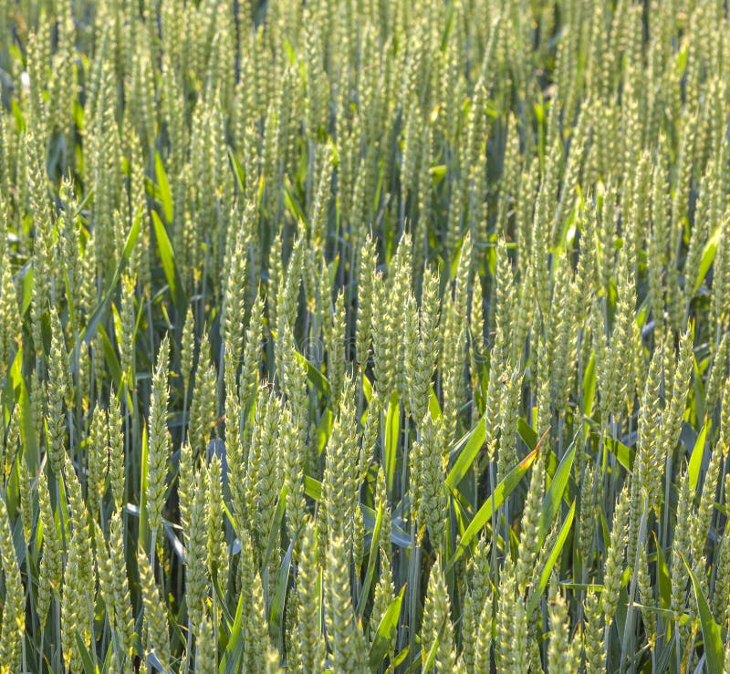 Green field in summertime