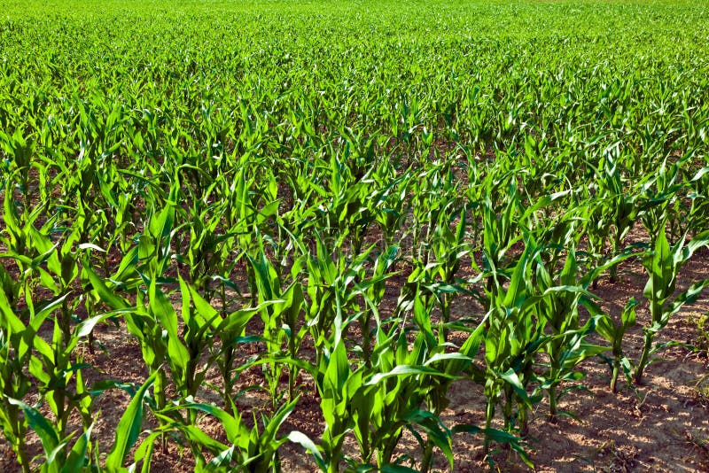 Green field in summertime with head of corn stock images Green field in summertime with head of corn stock images