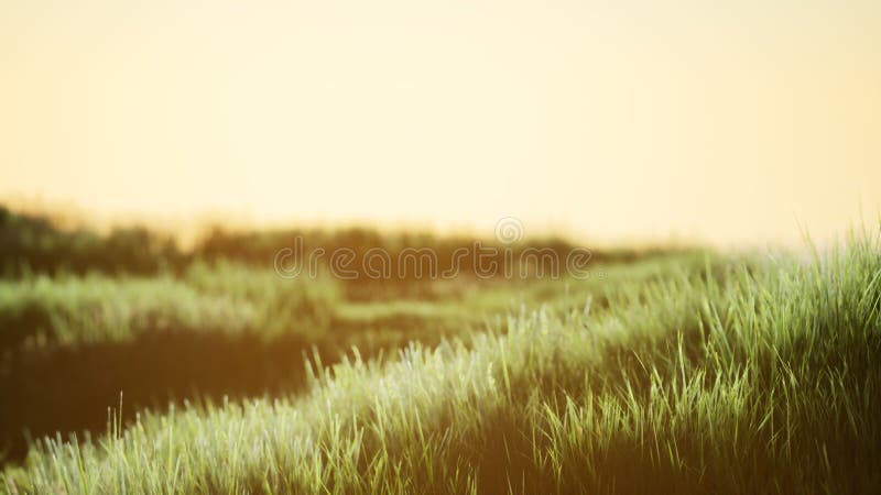 Green field at sunrise with blue sky vector illustration