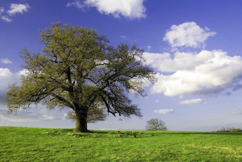 Green field with trees and sky stock images