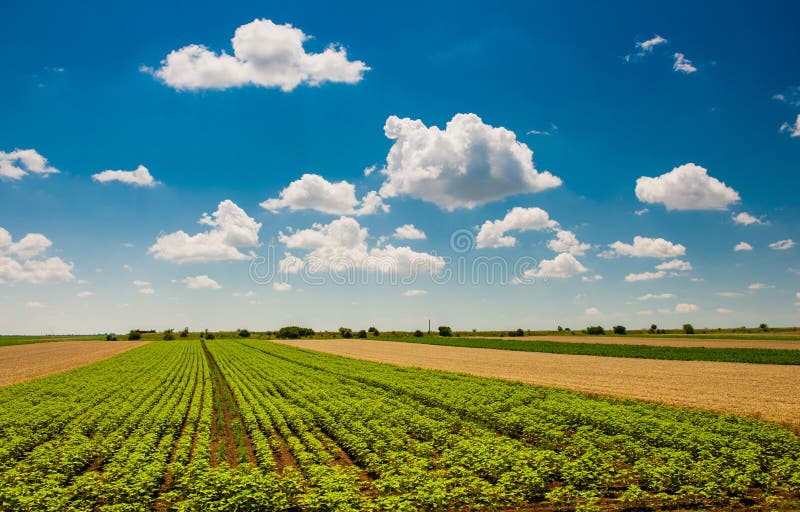 Green field under beautiful dark blue sky