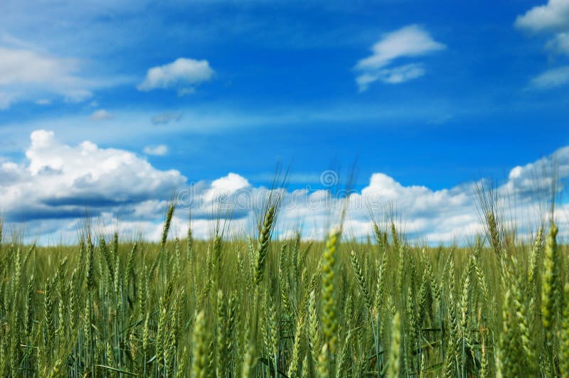 Green field of wheat with cloudy blue sky