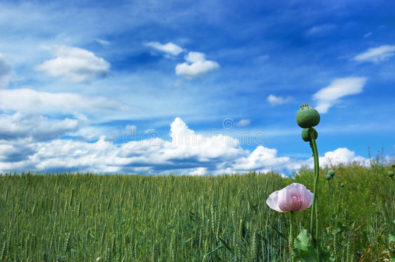 Green field of wheat with cloudy blue sky