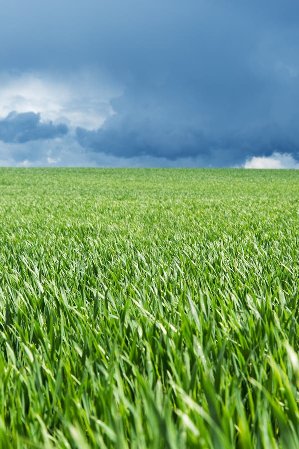 Green field stock photo Image of field rural light 54801058