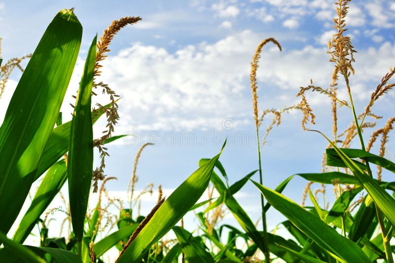 Green field of young corn