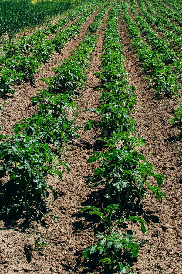 A Green Field of Young Potatoes Bush Growing Outdoor in Rows. Stock Image Image of summer