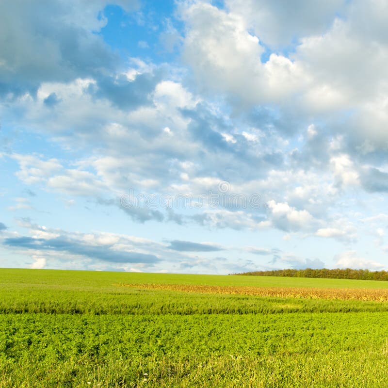 Green fields