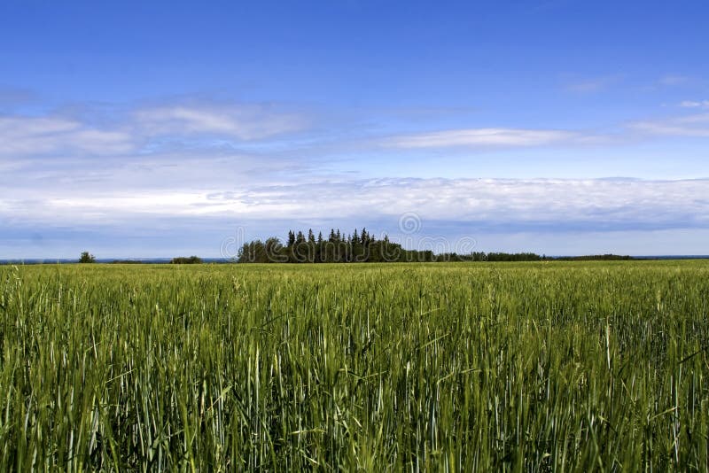 Green fields stock photo