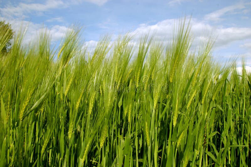 Green fields and blue cloudy sky