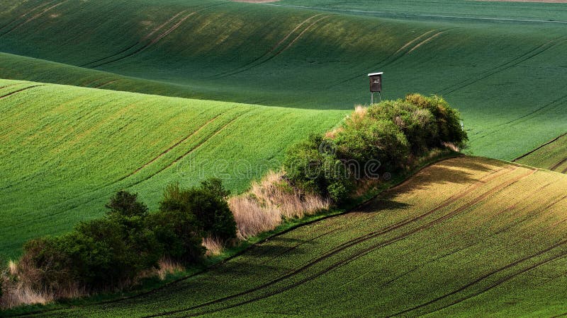 Green fields in the evening in South Moravia, Czech Republic. Waves hills with green grass, rolling fields. Beautiful autumn lands royalty free stock images Green fields in the evening in South Moravia, Czech Republic. Waves hills with green grass, rolling fields. Beautiful autumn lands royalty free stock images