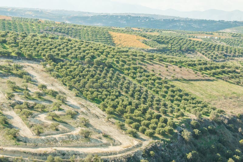 Green fields full of olive trees. Crete, Greece, Europe Olive trees in fields.