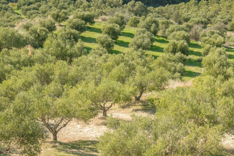 Green Fields Full of Olive Trees. Crete, Greece, Europe Olive Trees in