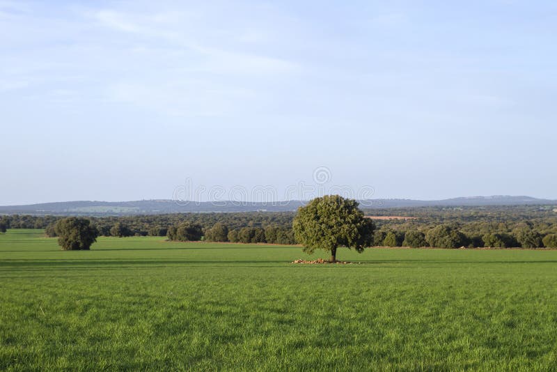 Green Fields Landscape in Campo De Montiel, Spain Stock Photo Image