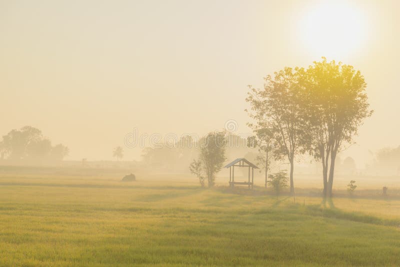 Green fields in morning. stock photo. Image of harvest 88465012