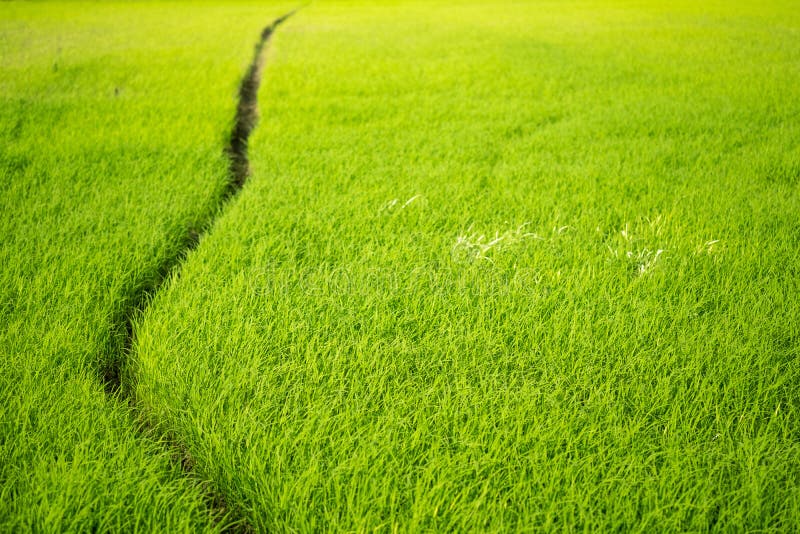 Green Fields,Rice Field Texture Background for Spring or Summer Stock