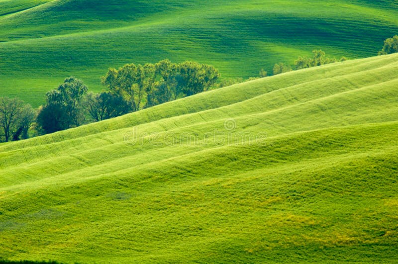 Green fields of wheat