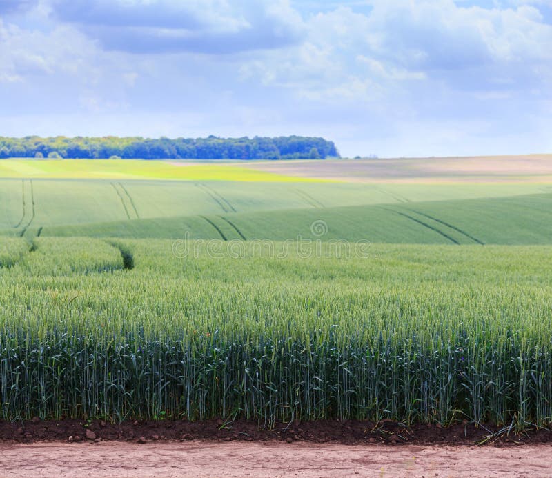 Green fields of wheat. Blue sky with cumulus clouds. Magic summertime landscape. Concept theme: Agriculture. Nature. Climate. Eco stock images Green fields of wheat. Blue sky with cumulus clouds. Magic summertime landscape. Concept theme: Agriculture. Nature. Climate. Eco stock images