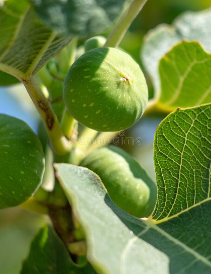 Green Fig Fruits on the Branches of a Tree. Stock Photo Image of