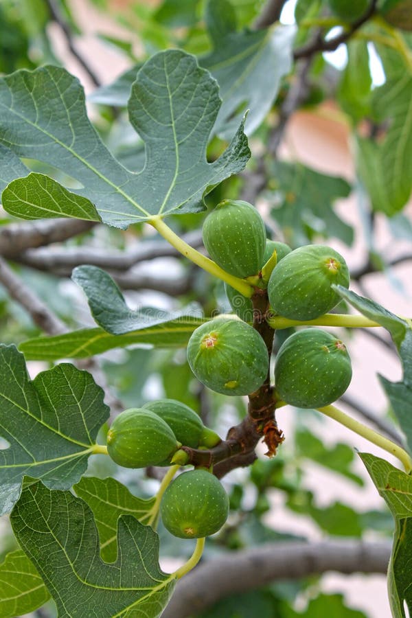 Green Fig Fruits on the Tree. Stock Photo Image of fresh, close
